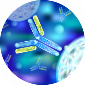 antibody-drug conjugates