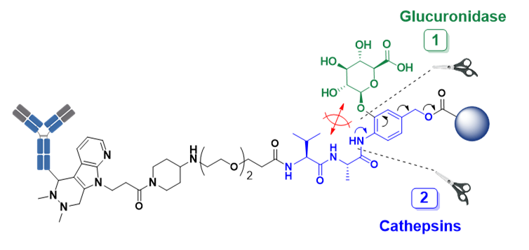 Depiction of a schematic diagram of antibody-drug conjugate consisting of a drawing of an antibody connected to a payload, which is represented by a grey-colored sphere, through a chemical linker. The linker is represented by its chemical structure which consists of indole moiety attached to the antibody, a hydrophilic chemical spacer that is attached to valine-alanine dipeptide, followed by para-aminobenzyl unit which is connected to the payload via carbamate group. The para-aminobenzyl moiety includes glucuronide attached to the benzene ring via a glycoside bond at the ortho-position relative to the dipeptide attachment. All together these elements constitute the tandem-cleavage linker, which requires two enzymatic cleavage events to release the payload. The order of these enzymatic events is shown in the picture by the assigned numerical values - 1 and 2, where the first step is assigned to the cleavage of the glucuronide moiety by the act of glucuronidase enzyme, while the dipeptide is cleaved in the second step by cathepsins. The picture also shows schematically the proposed hindrance effect of the glucuronide unit which prevents the cleavage of the dipeptide group prior to the complete removal of glucuronide in the first step of the process.