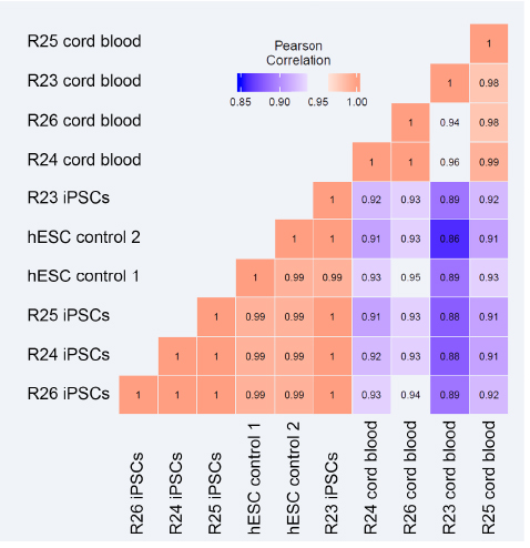 Karyotype and mutation load measured by whole genome sequencing demonstrate that our iPSCs maintain the genetic integrity of their source cord blood cells