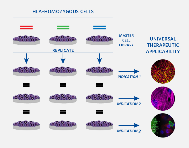 Karyotype and mutation load measured by whole genome sequencing demonstrate that our iPSCs maintain the genetic integrity of their source cord blood cells