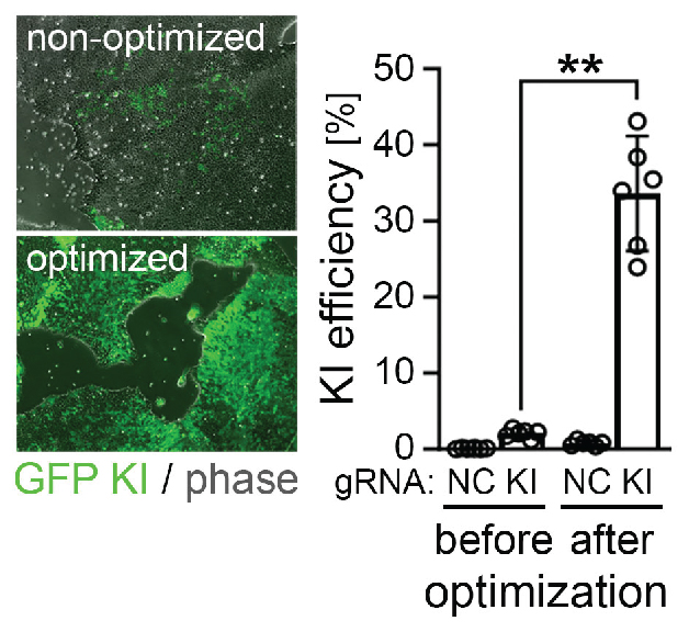 The image shows two micrographs of cells on the left, and a bar graph on the right. The top-left image is titled “non-optimized” and the bottom-left image is titled “optimized”. The “optimized” image shows more fluorescent green coloring in the cells. The bar graph shows Knock-In (KI) efficiency on a scale of 0 to 50% with four separate bars: Control Before Optimization, Knock-In Before Optimization, Control After Optimization, and Knock-In-After Optimization; Knock-In Optimization shows a KI efficiency between 30 and 40%, whereas all others are under 5%. This is shown to be statistically significant.