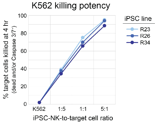 An image of a line graph titled “K562 Killing Potency”. The graph shows three iPSC lines, R23 (light blue), R26 (dark blue), R34 (purple). The Y-Axis shows the percentage of target cells killed at 4 hours (dead and/or as indicated by expression of Caspase 3/7), ranging from 0 to 100. The X-Axis shows iPSC-NK-to-Target Cell Ratio at four different ratios: Pure K562 cells, 1:5, 1:1, and 5:1. All lines show 0% killing with Pure K562, about 40% killing at a 1:5 ratio, around 70% killing at a 1:1 ratio, and about 90% killing at a 5:1 ratio.