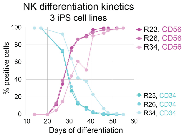 An image of a line graph titled “NK Differentiation Kinetics of 3 iPS Cell Lines”. The three cell lines are R23, R26, and R34, and each line is differentiated into both CD56-expressing cells (pink lines) and CD34-expressing cells (blue lines). The Y-Axis shows the percentage of cells that are positive for the specific marker, ranging from 0 to 100. The X-Axis shows the number of days of differentiation, ranging from 10 to 60 days. At day 10, all cell lines show low levels of CD56 and high levels of CD34. By day 30, CD56 levels have increased and CD34 levels have decreased to around 50%, and by day 40 CD56 levels are at 100% and CD34 levels are at 0%.