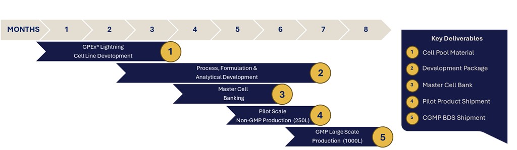 Graphic of a timeline depicting that UpTempo Antibody enables accelerated timelines from gene to clinic within 11 months.